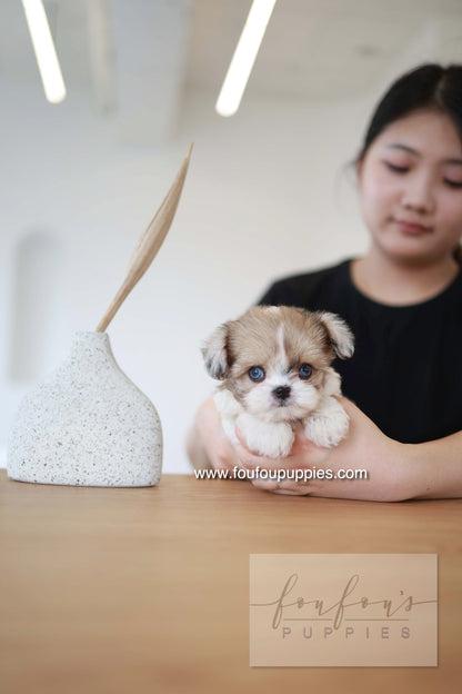 Bambi - Maltipoo F.