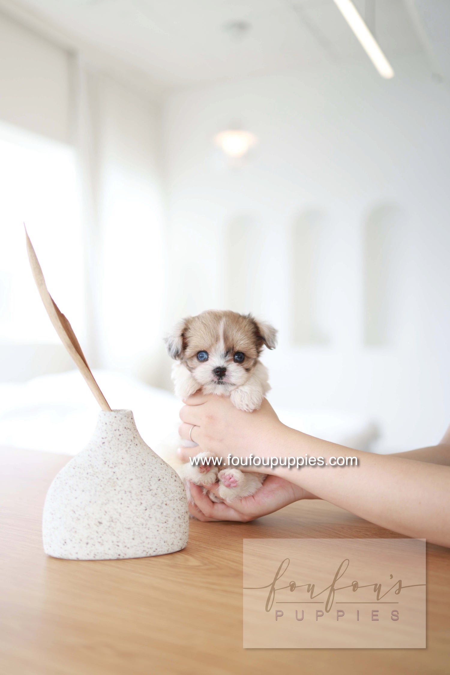 Bambi - Maltipoo F.