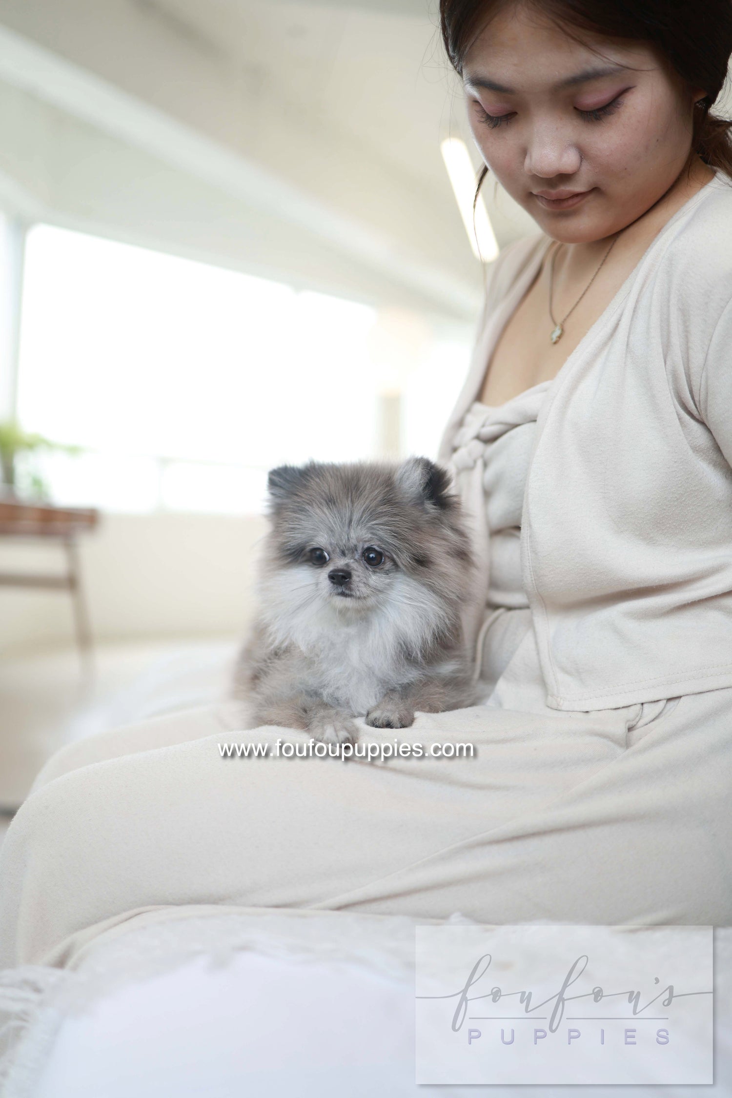 Pluto - Pomeranian M.