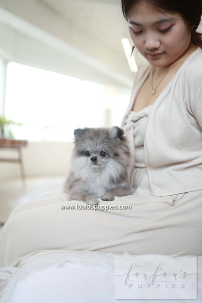 Pluto - Pomeranian M.