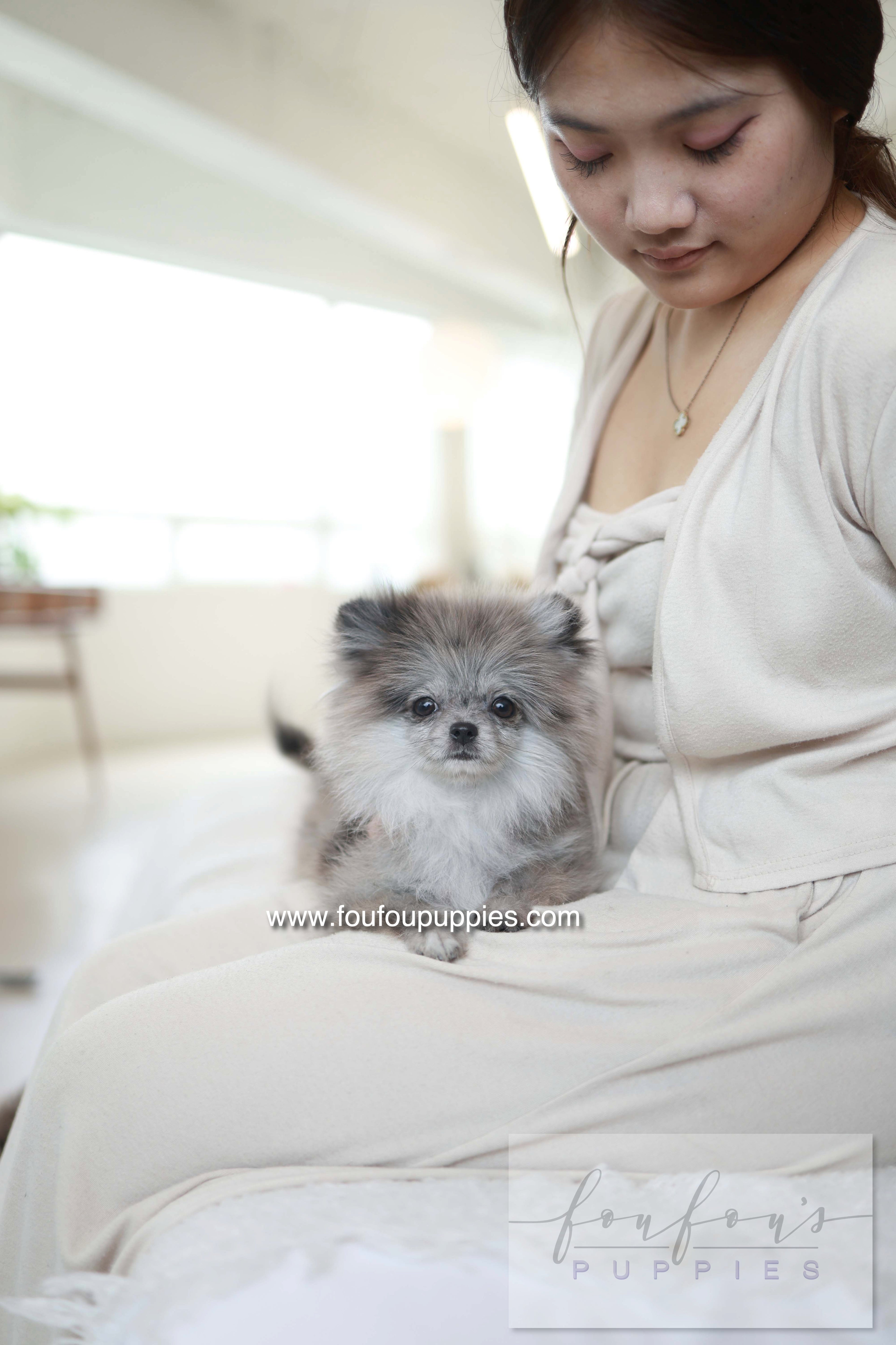 Pluto - Pomeranian M.