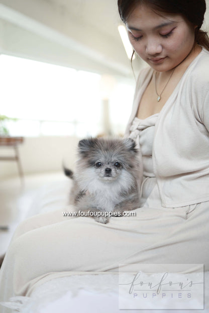 Pluto - Pomeranian M.