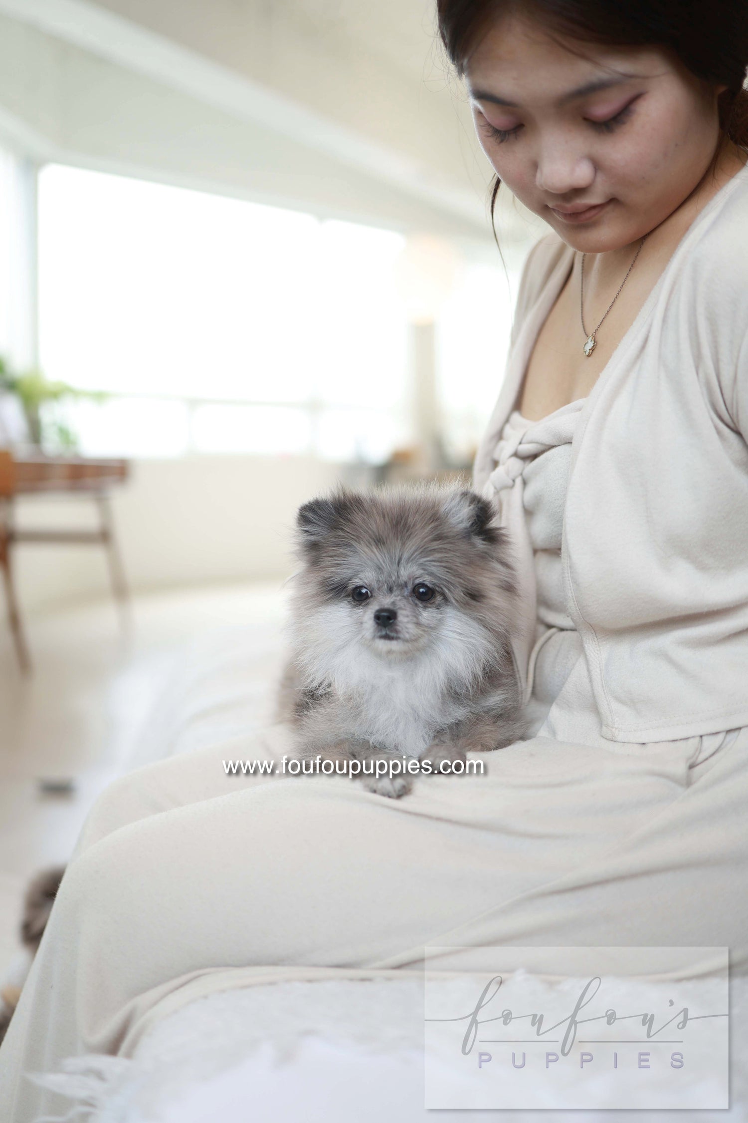 Pluto - Pomeranian M.