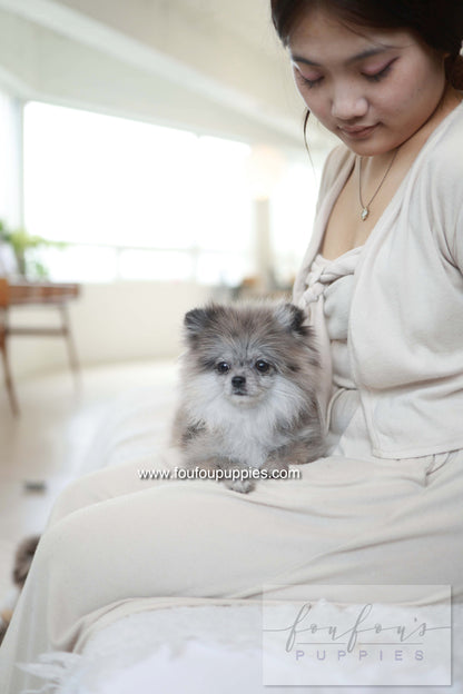 Pluto - Pomeranian M.