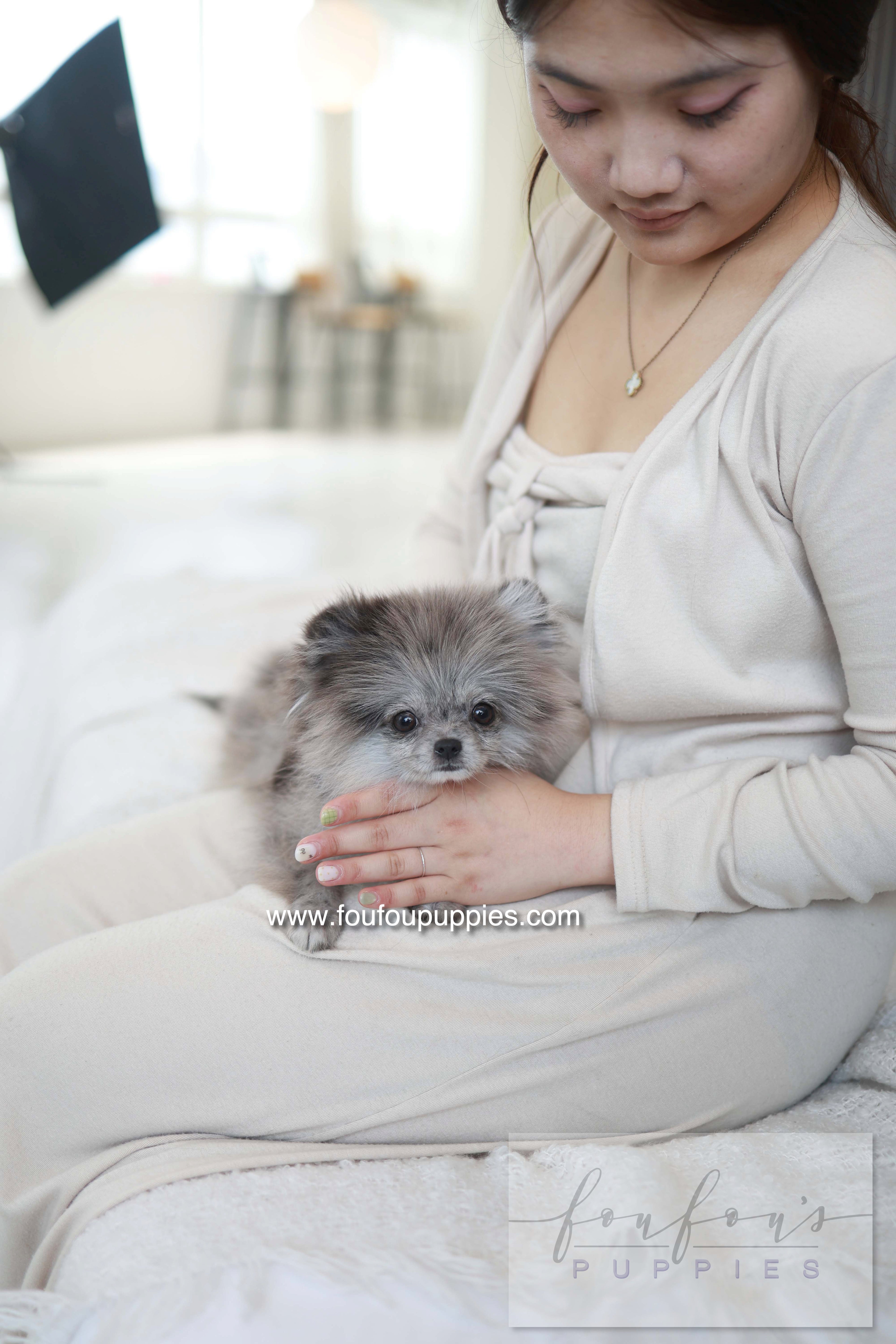 Pluto - Pomeranian M.