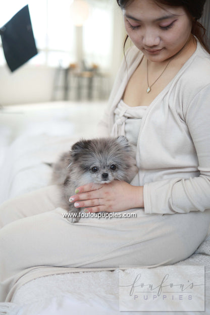 Pluto - Pomeranian M.