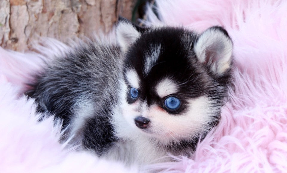 Pomsky Dog