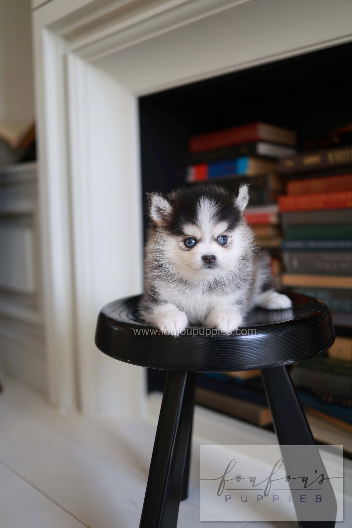 Azzur - Pomsky M.