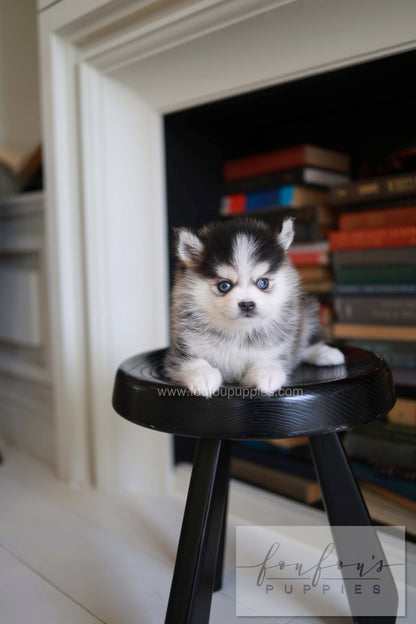 Azzur - Pomsky M.