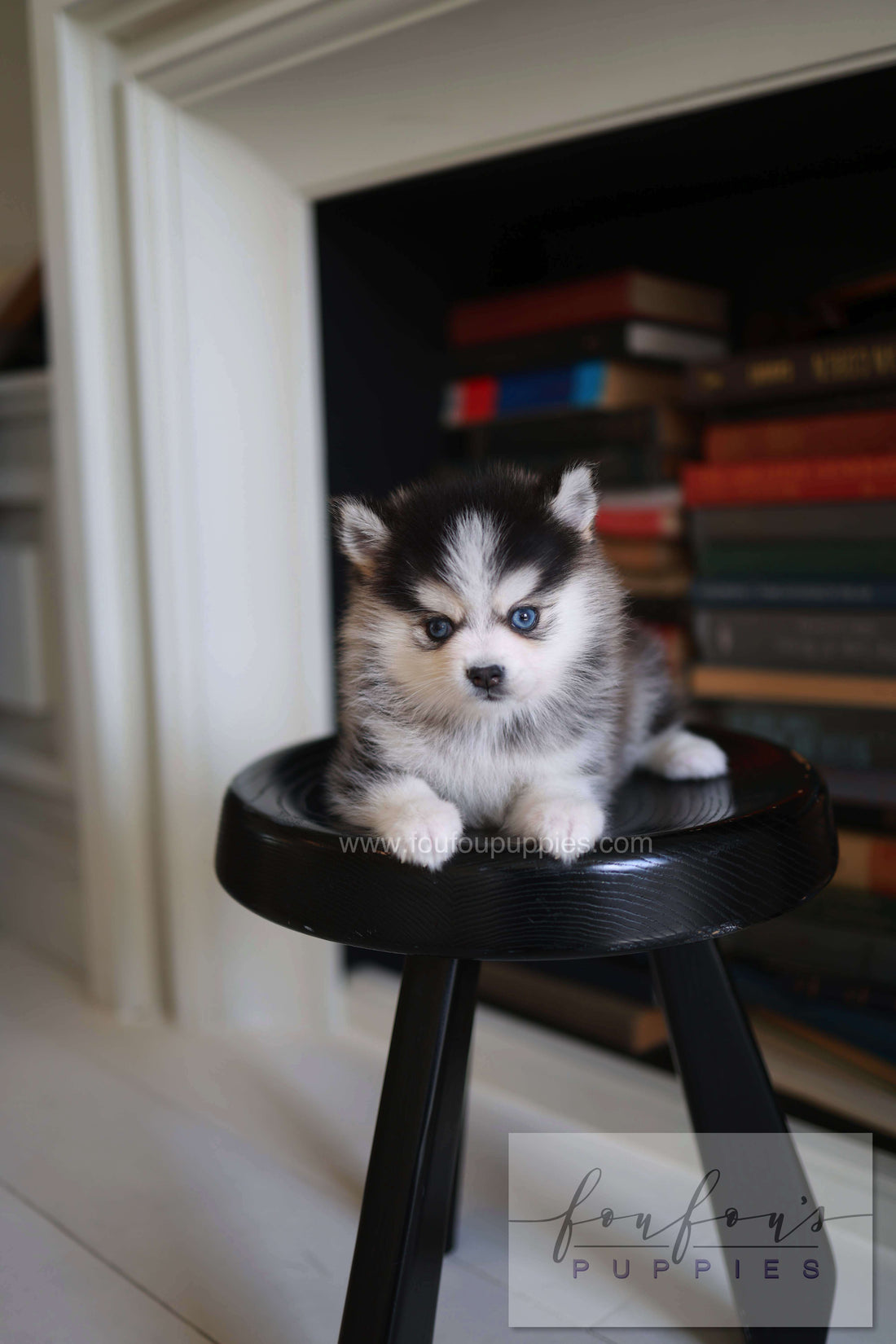 Azzur - Pomsky M.
