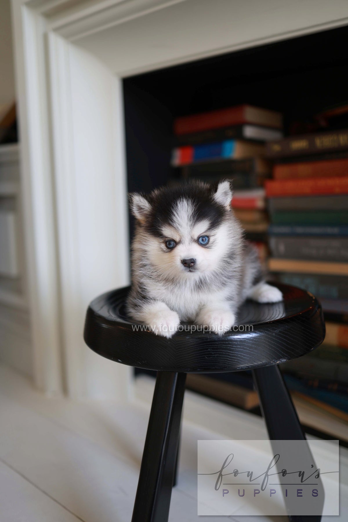 Azzur - Pomsky M.