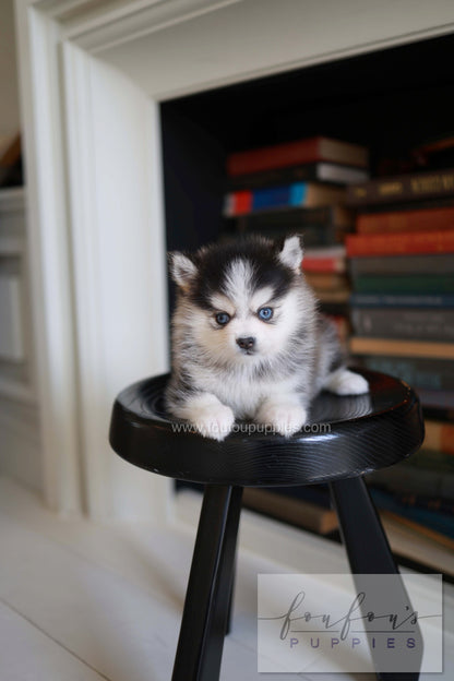 Azzur - Pomsky M.