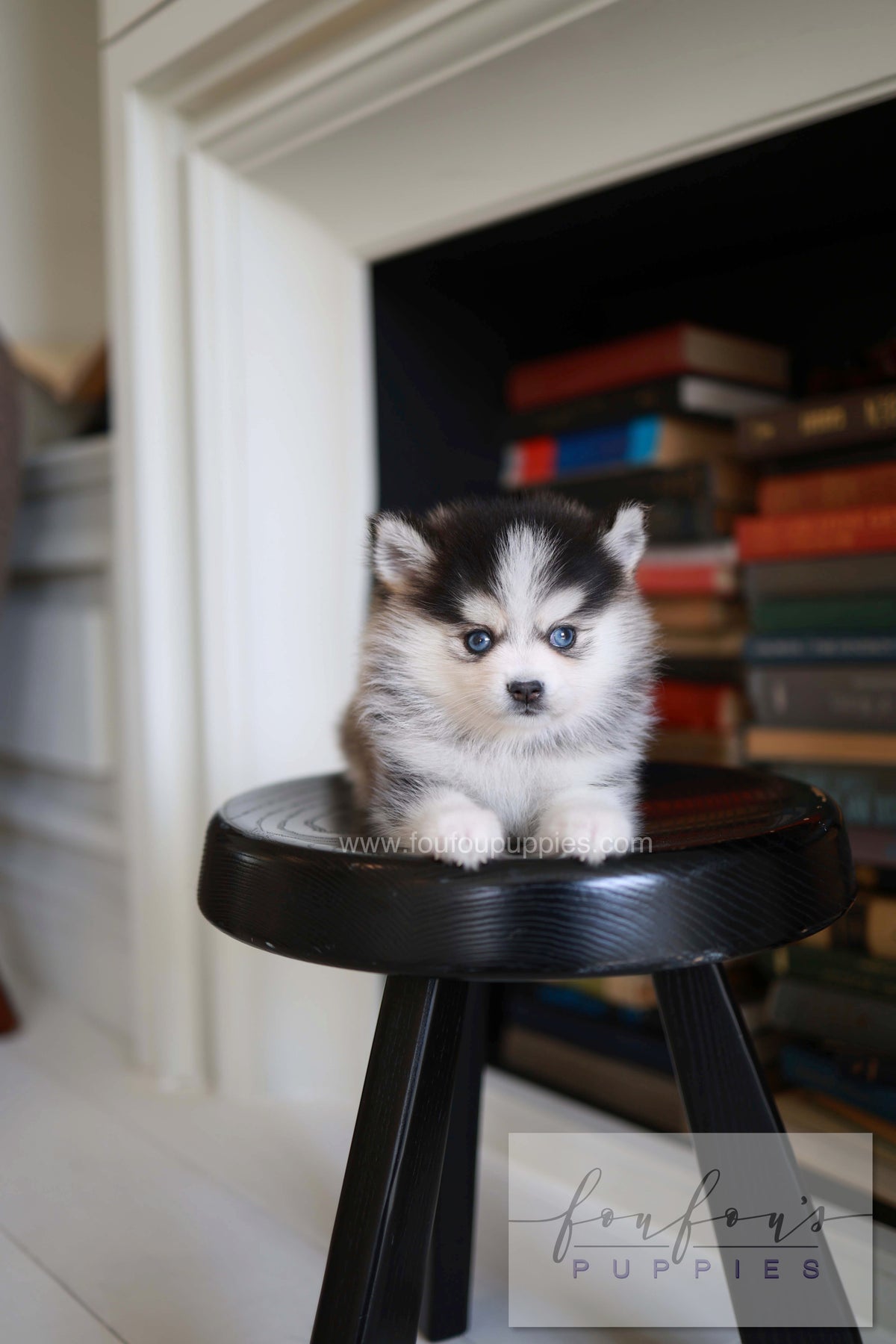 Azzur - Pomsky M.