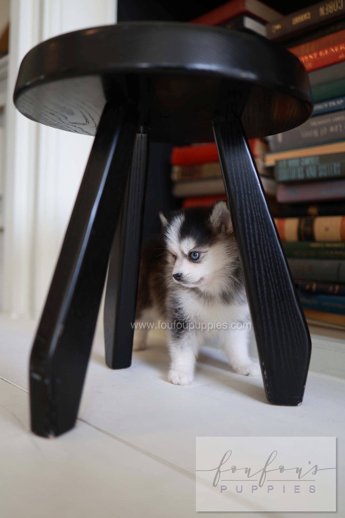 Azzur - Pomsky M.