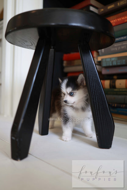 Azzur - Pomsky M.