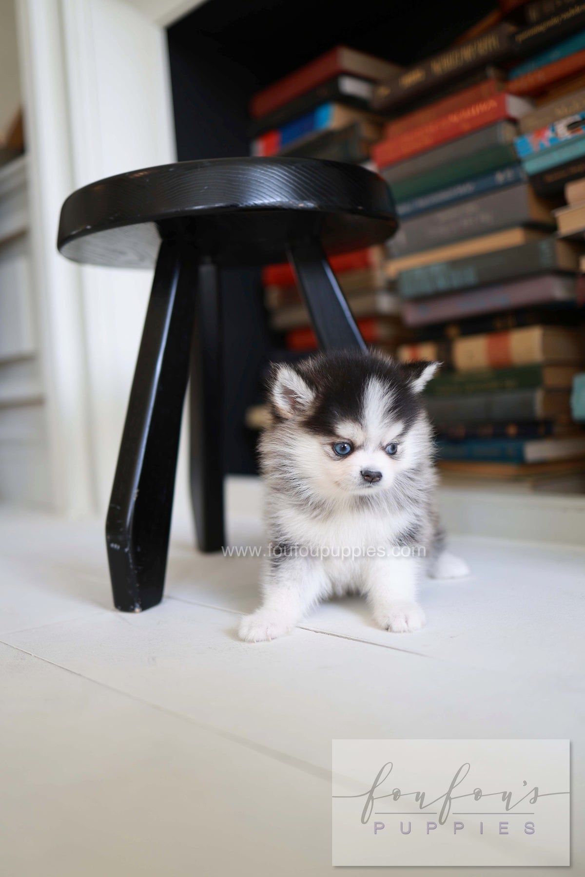 Azzur - Pomsky M.