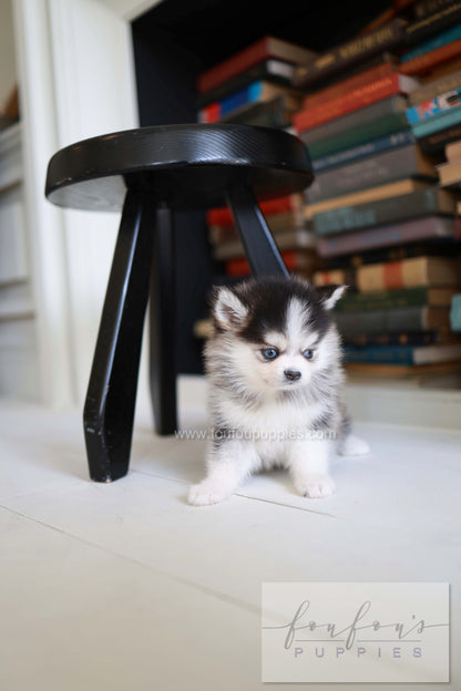Azzur - Pomsky M.