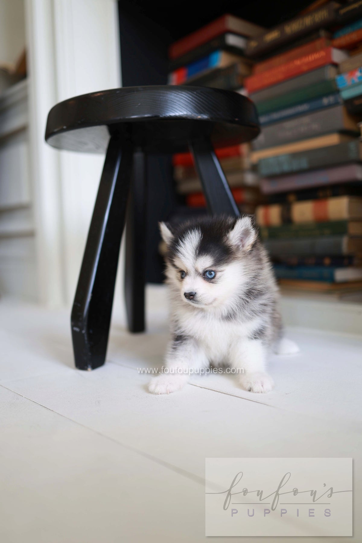 Azzur - Pomsky M.