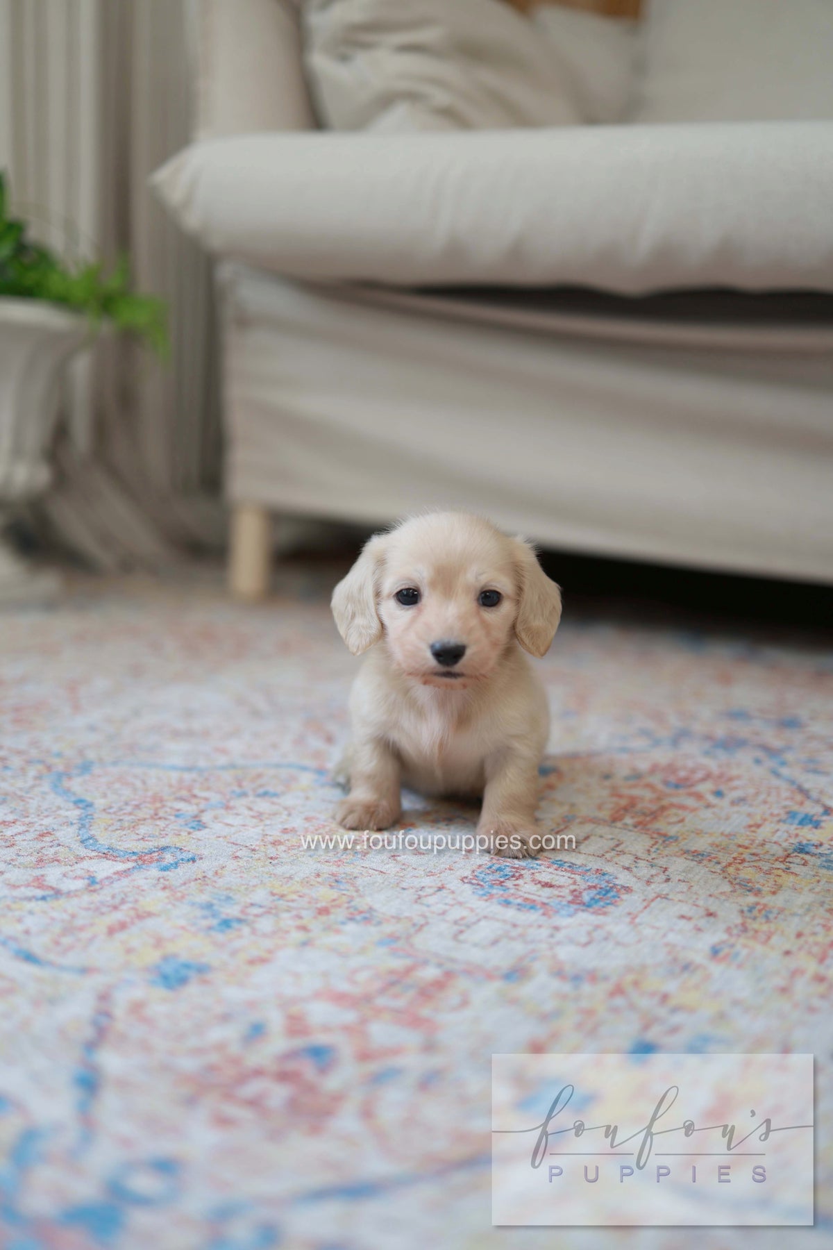 Eden - Dachshund F.
