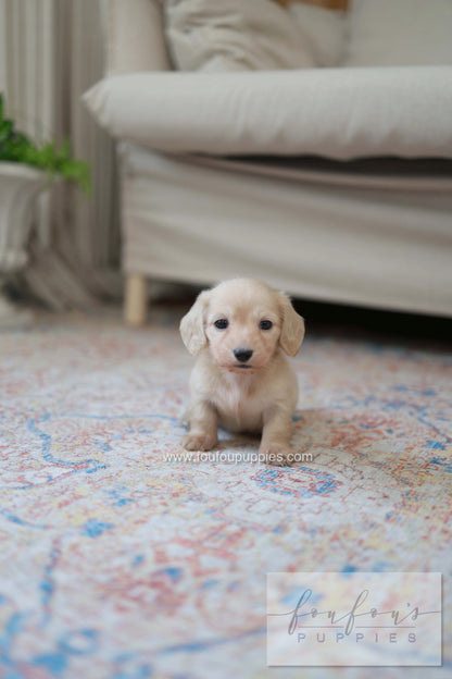 Eden - Dachshund F.
