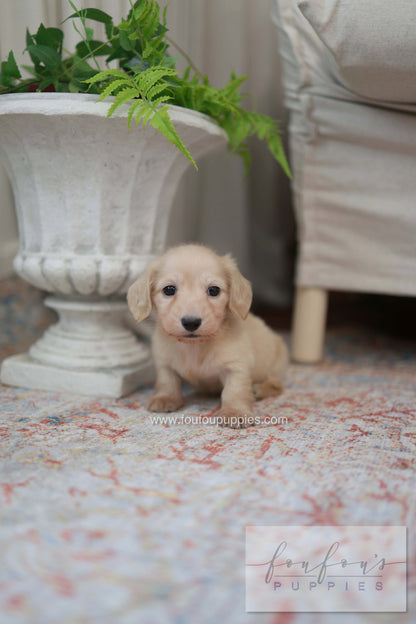 Eden - Dachshund F.