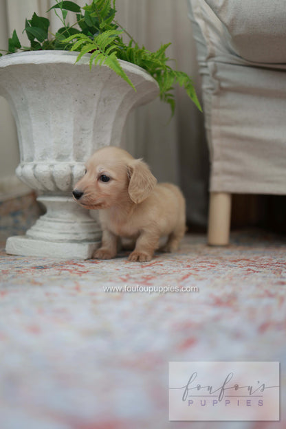 Eden - Dachshund F.