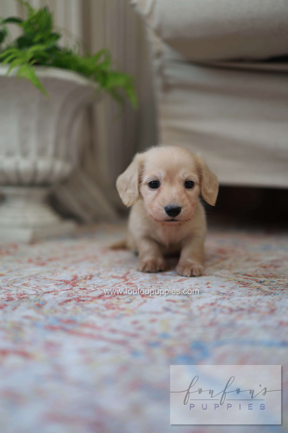 A small light cream puppy sitting on a patterned rug in a home setting, with a blurred sofa and potted plant in the background. A logo for &