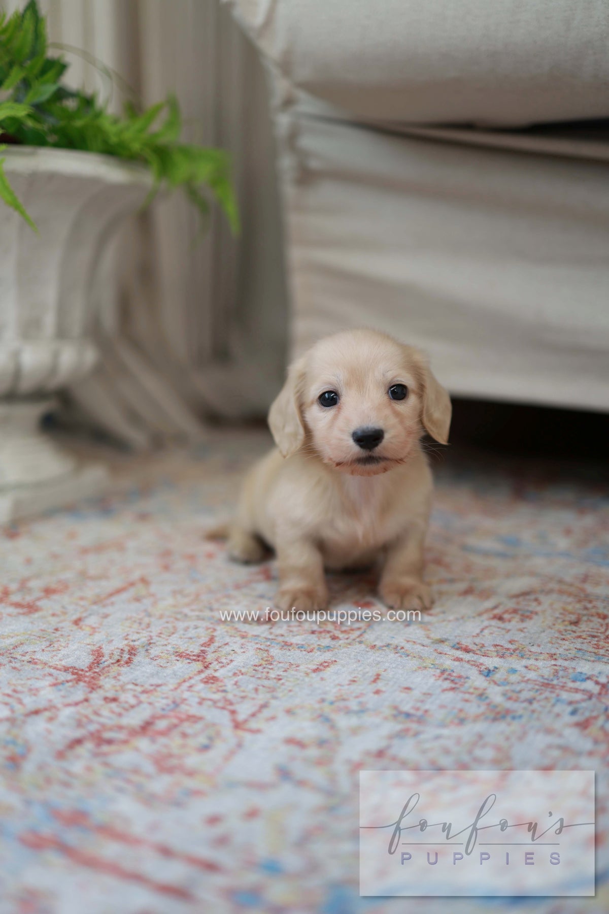 Eden - Dachshund F.