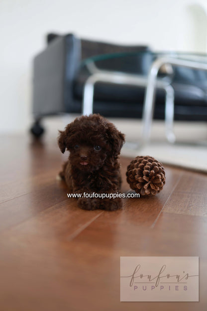 Patchi - Poodle F.
