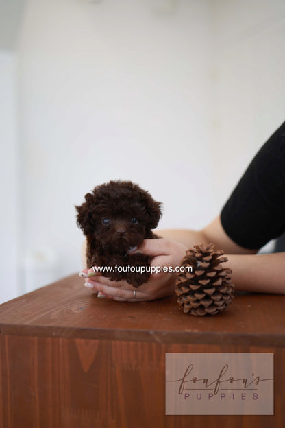 Patchi - Poodle F.
