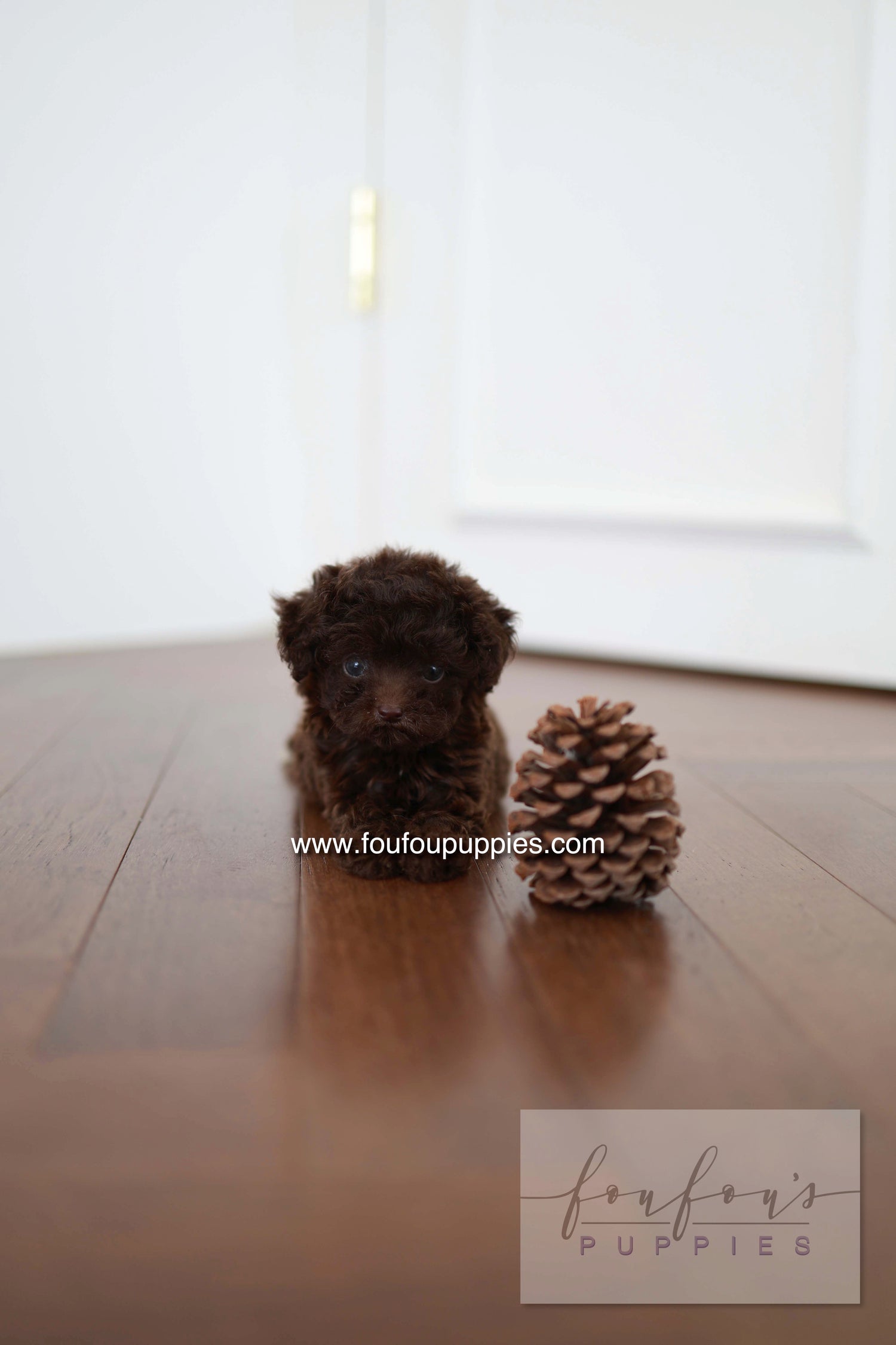 Patchi - Poodle F.