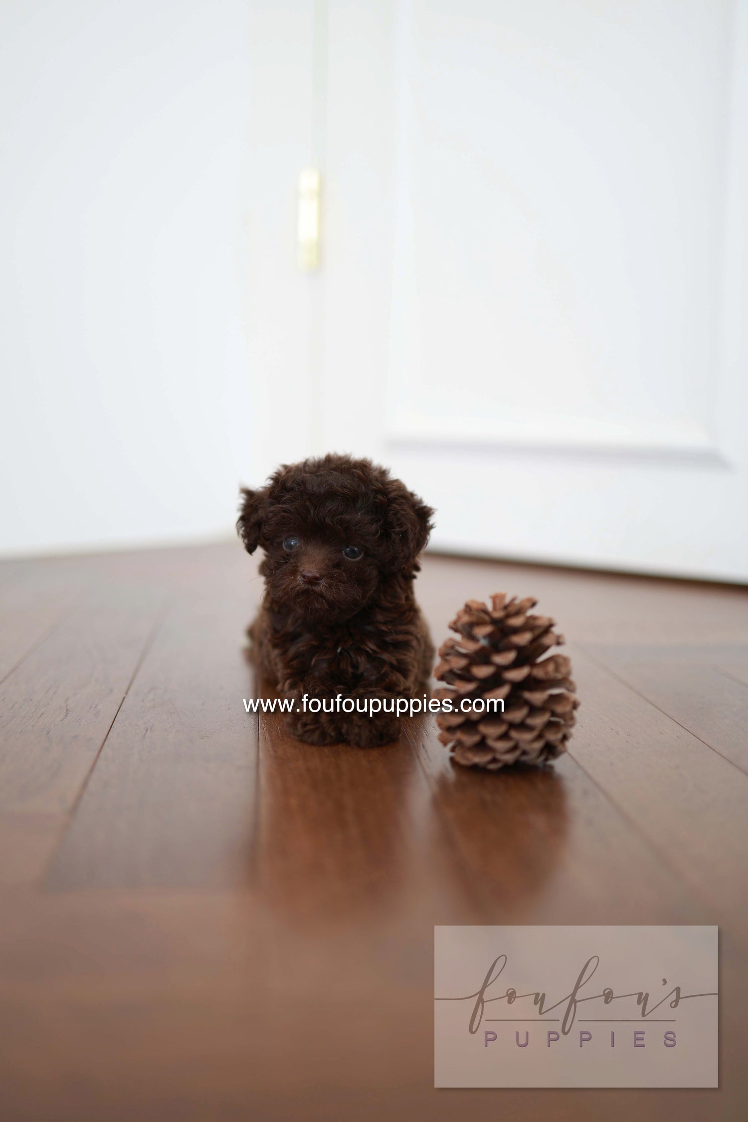 Patchi - Poodle F.