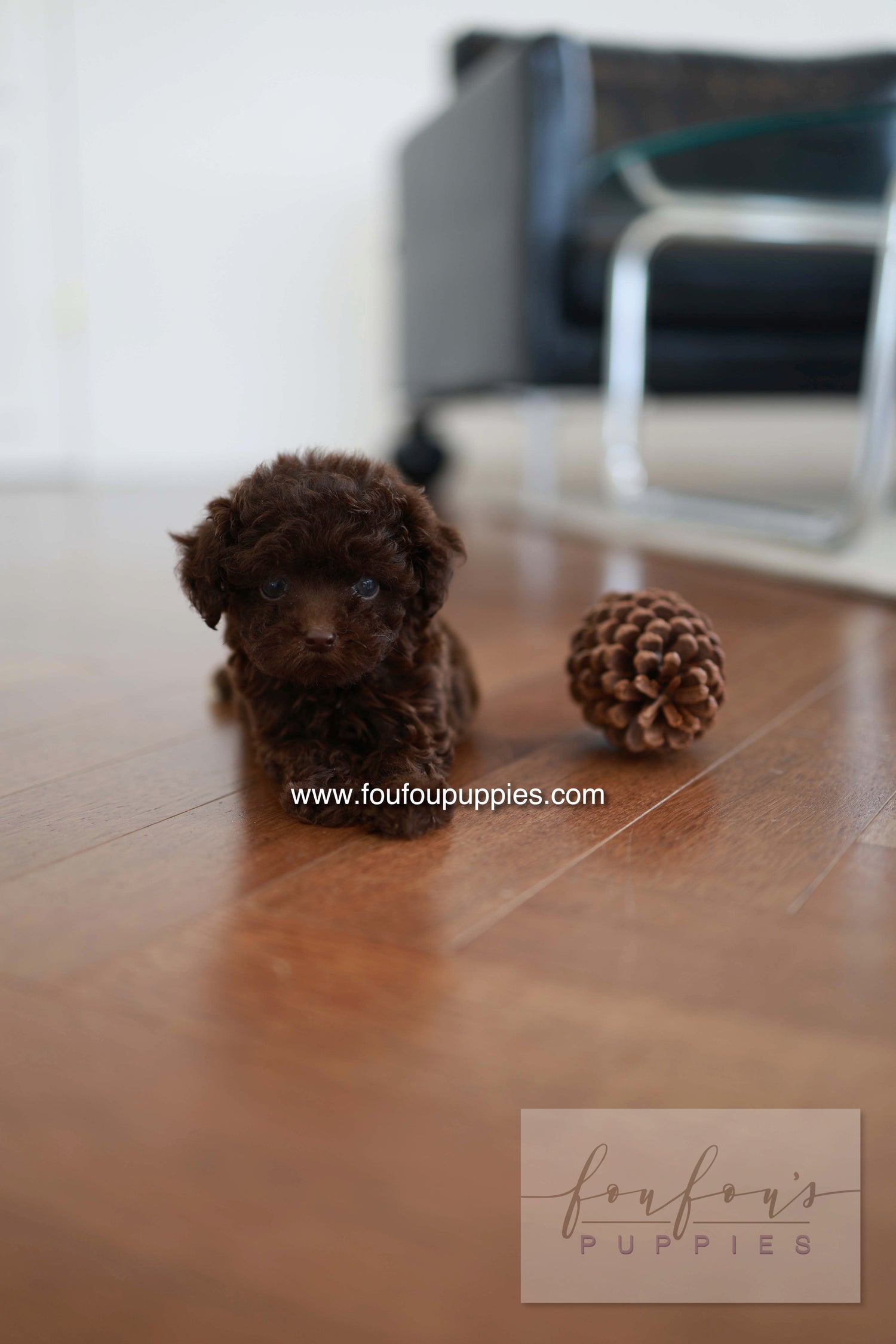 Patchi - Poodle F.