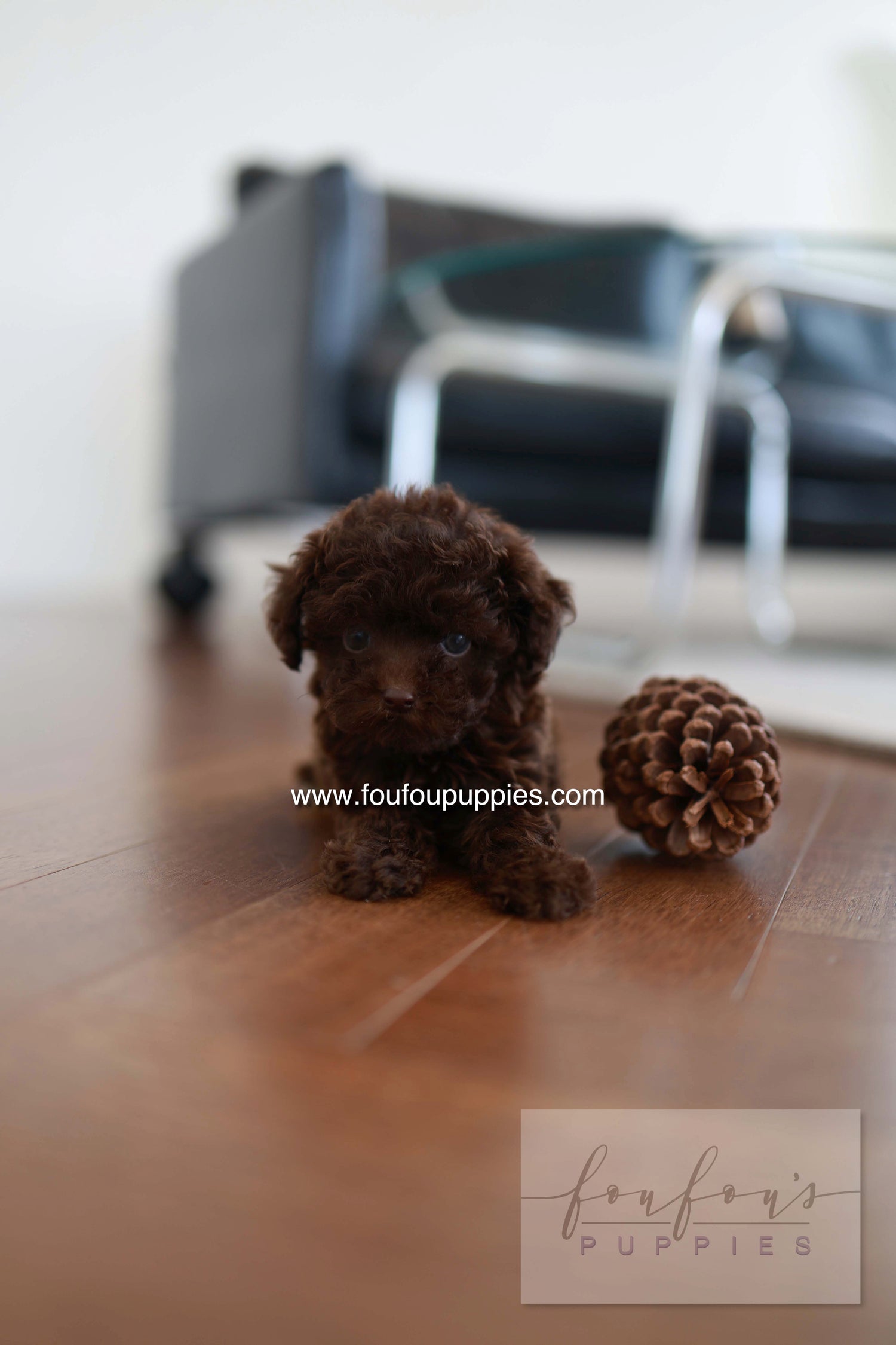 Patchi - Poodle F.