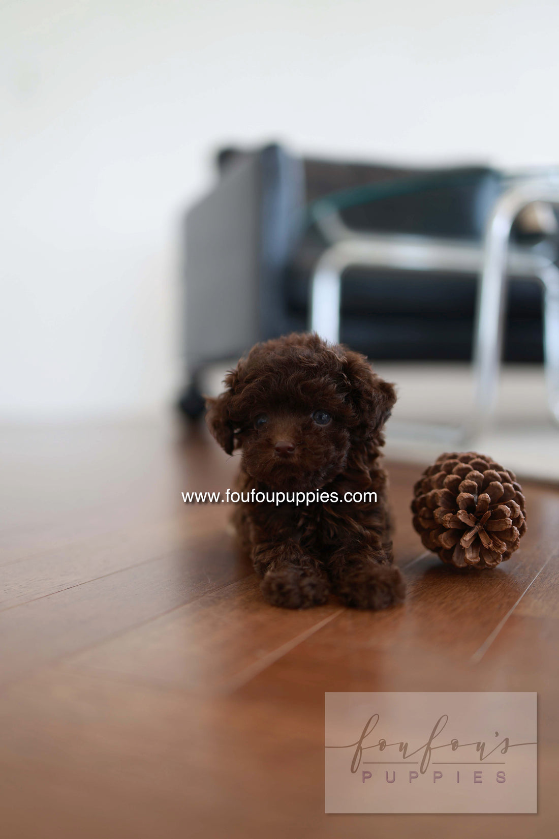 Patchi - Poodle F.