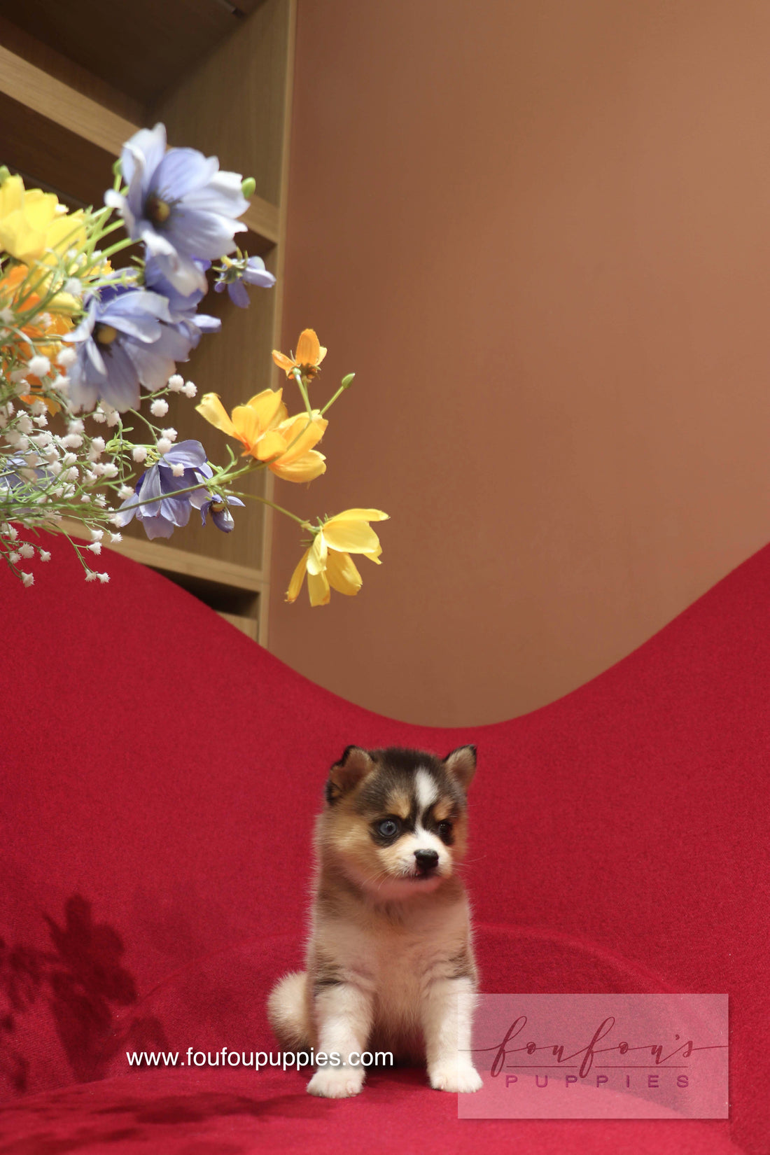 Nyra - Pomsky F.