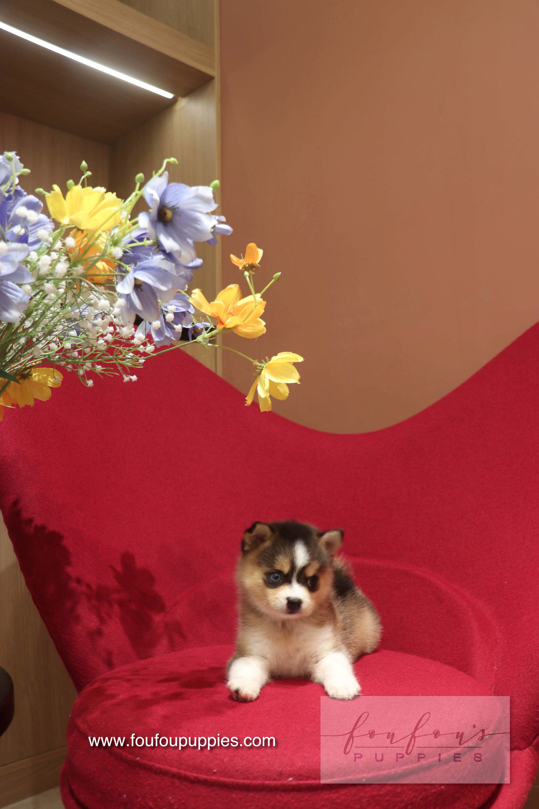 Nyra - Pomsky F.