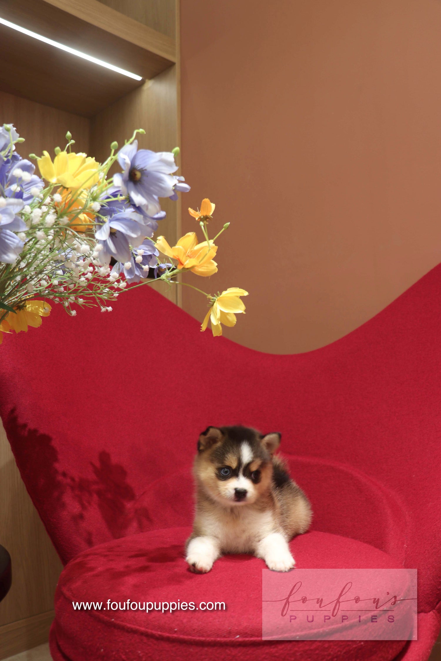 Nyra - Pomsky F.