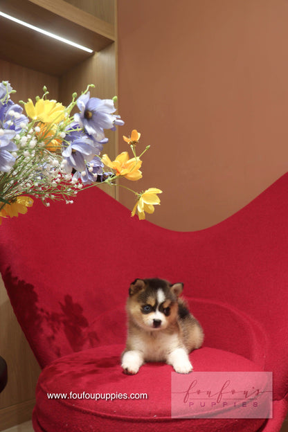 Nyra - Pomsky F.