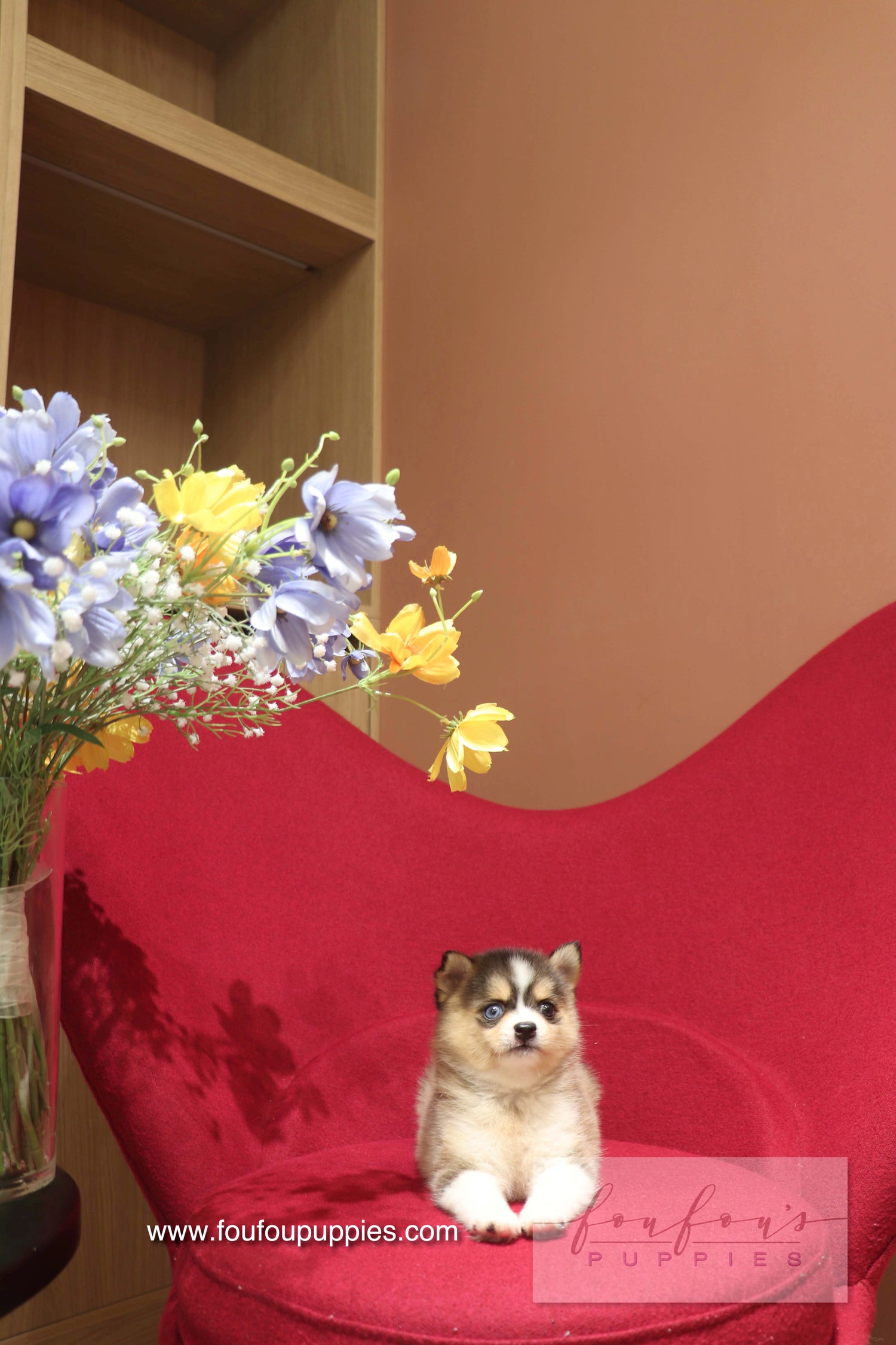Nyra - Pomsky F.