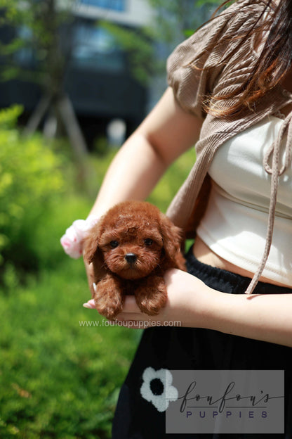 Lilly - Poodle F.