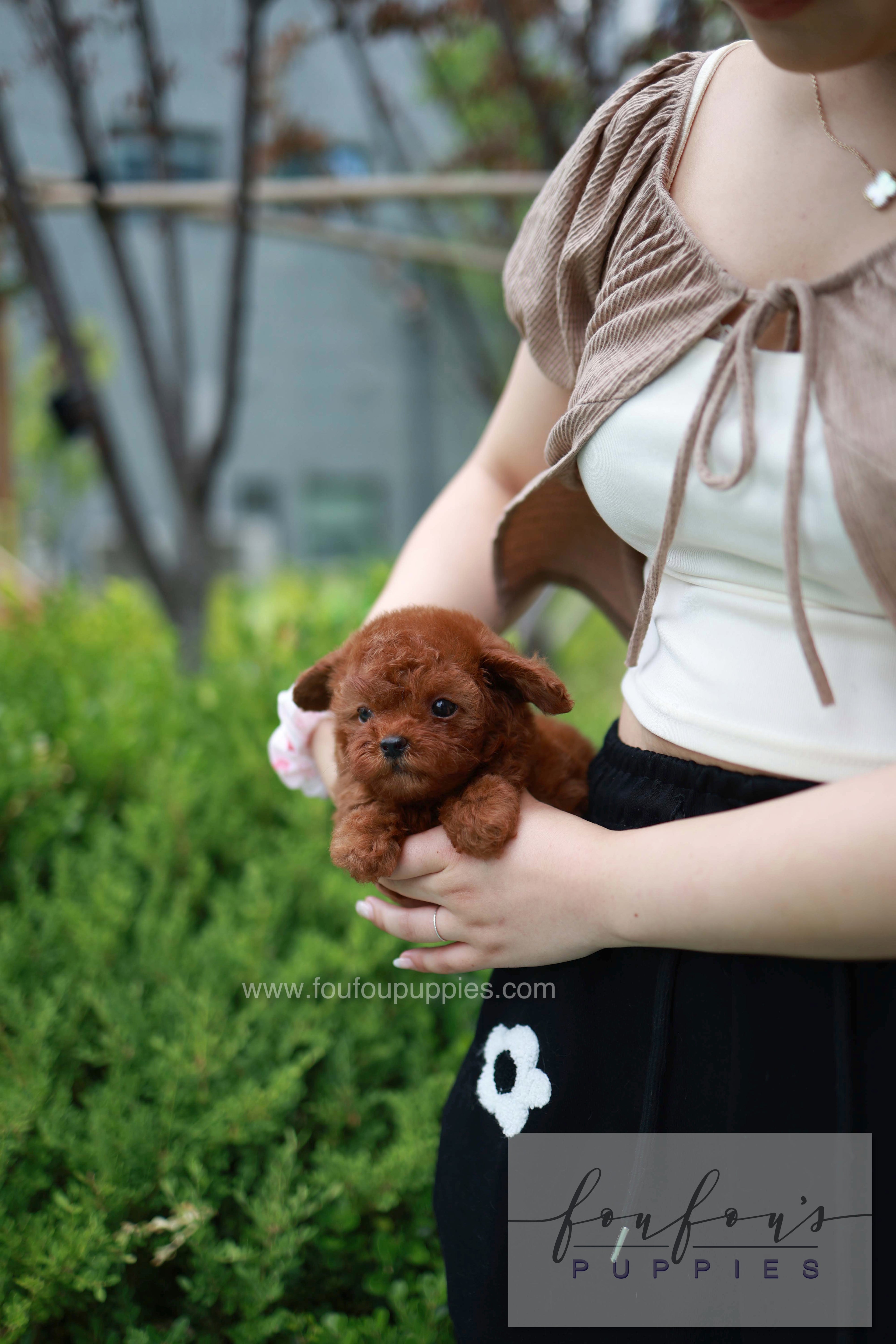 Lilly - Poodle F.