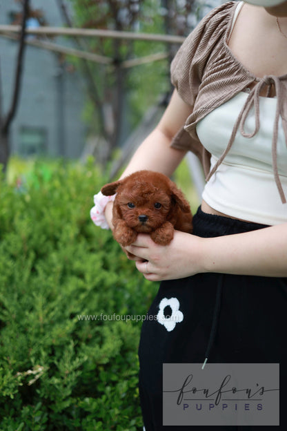 Lilly - Poodle F.