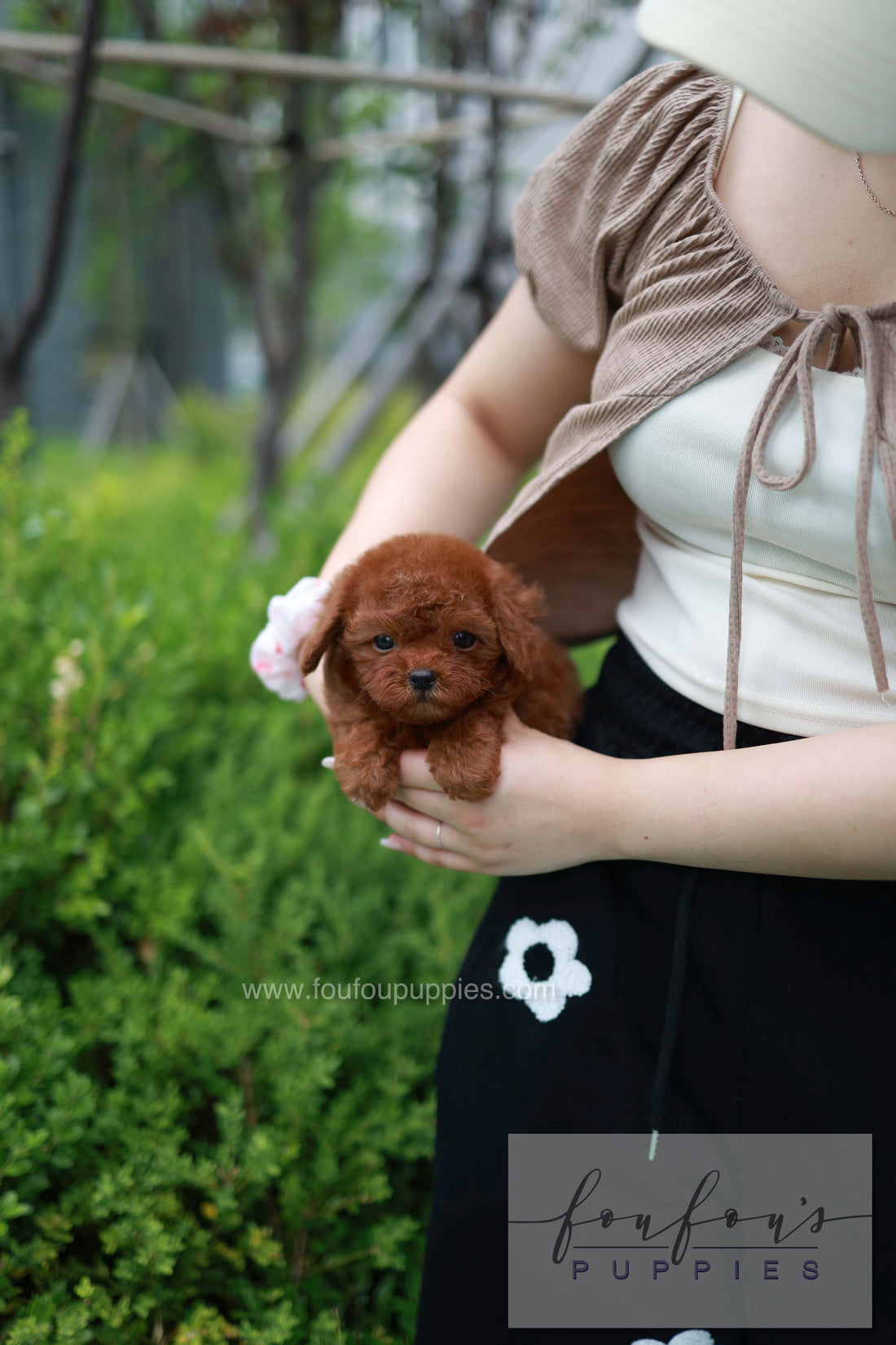 Lilly - Poodle F.