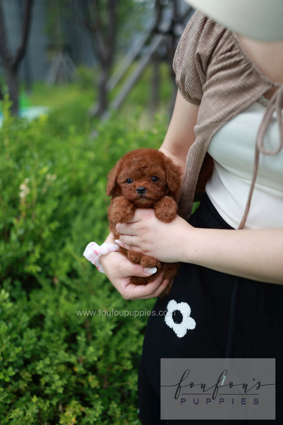 Lilly - Poodle F.