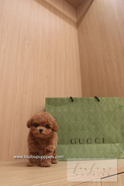 Ken - Poodle M.