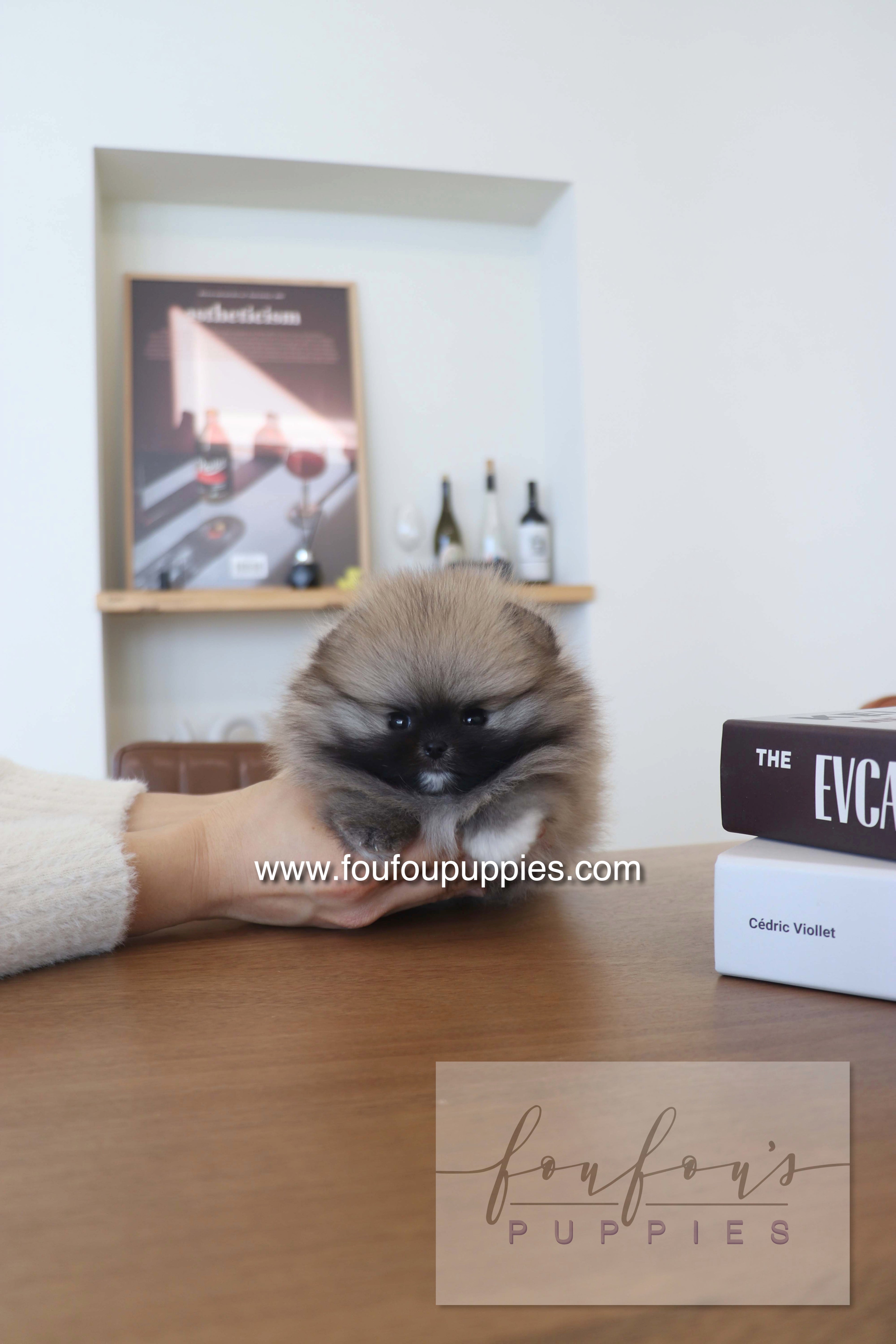 Tiara - Pomeranian F.