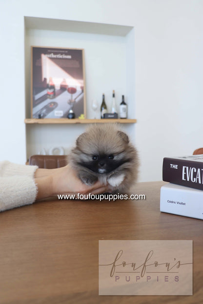 Tiara - Pomeranian F.