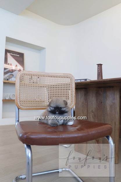 Tiara - Pomeranian F.