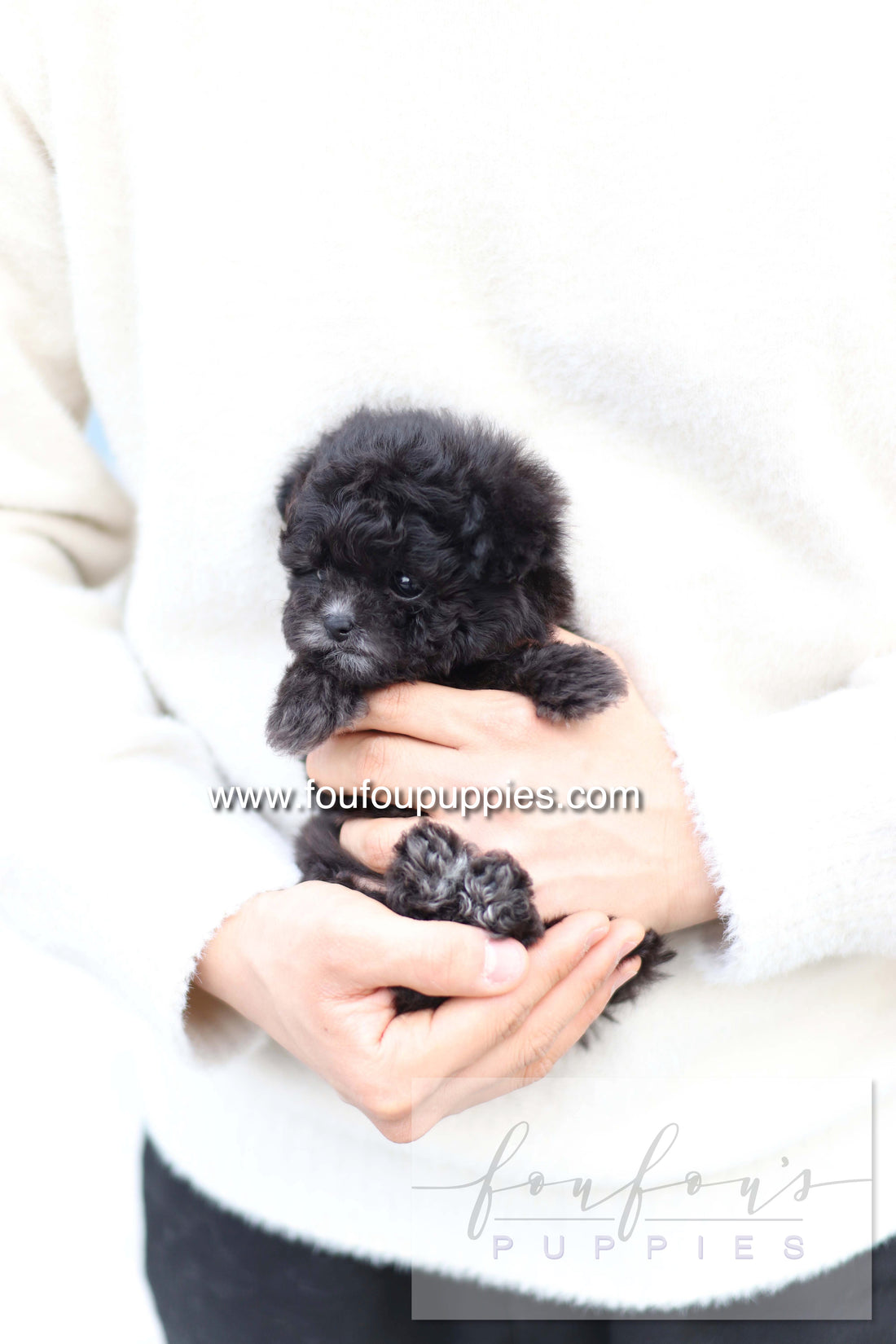 Dahlia - Poodle F.